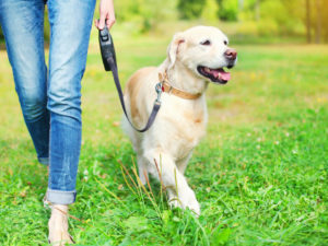 Owner walking with Golden Retriever dog together in park